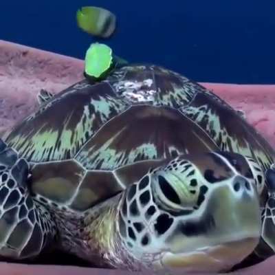 ? Turtle trying to take a nap ?