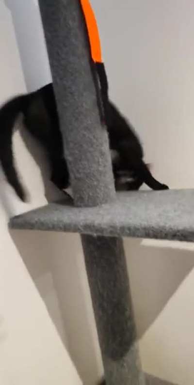 The way Gizmo gets down from his tree is... Different.