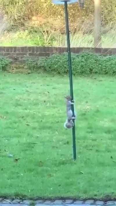 Squirrel vs. Oiled Pole
