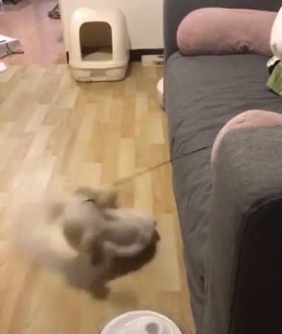 Abrupt Cat Chaos