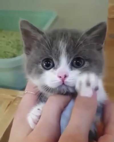 Kittens Cute Paws ?