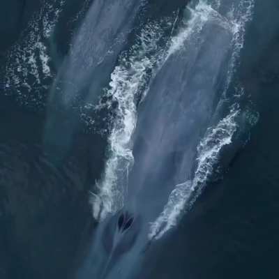 ? The Largest Animal on the Planet for World Wildlife Day ?