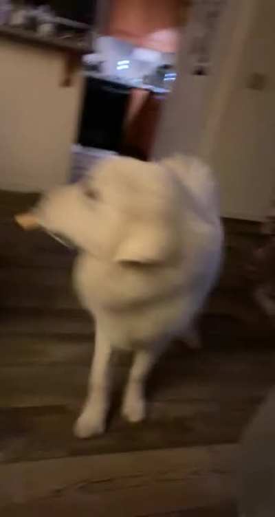 Doggo Jenga rules: remove piece then eat... ??‍♀️