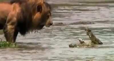 ? Lion stares down crocs