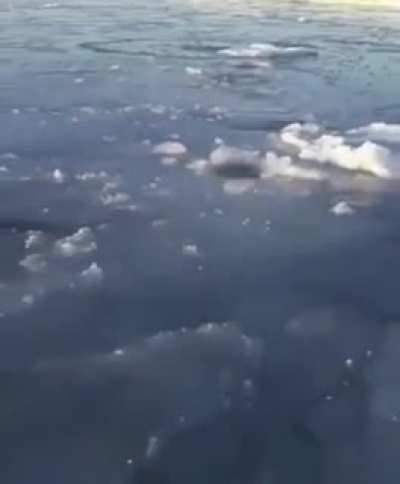 ?Polar bear mother breaking through thin ice at different intervals so her cub can stop to breathe