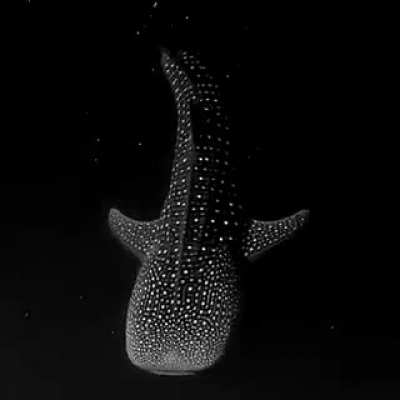 ?The Whale shark is the largest fish in the ocean