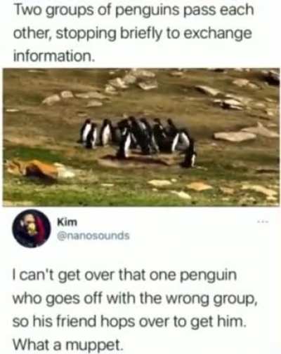 That one penguin at the end who goes back to get his friends from the wrong group got me laughing good ?