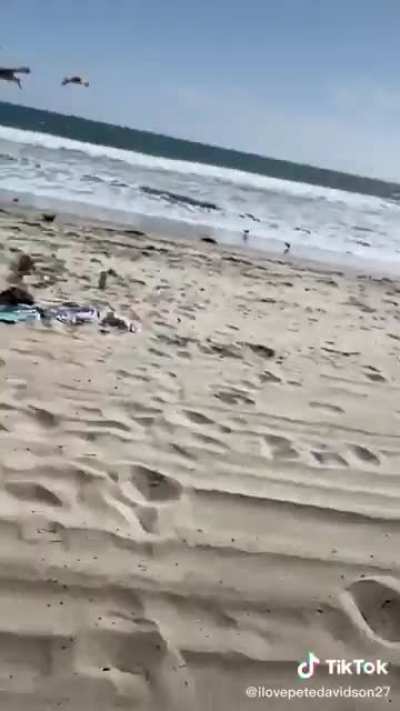 Trial by seagull