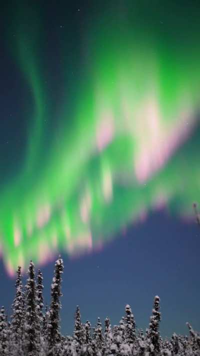 ? The aurora borealis last night in my backyard - Fairbanks, Alaska