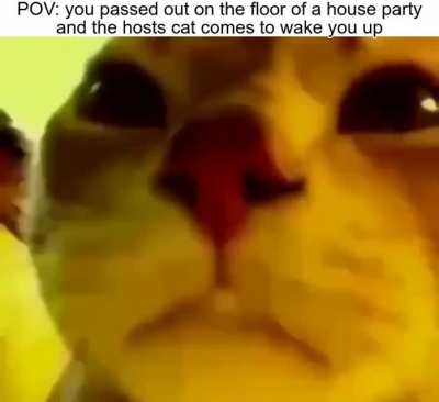 meow_irl