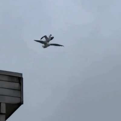 ? Gull surfing ?