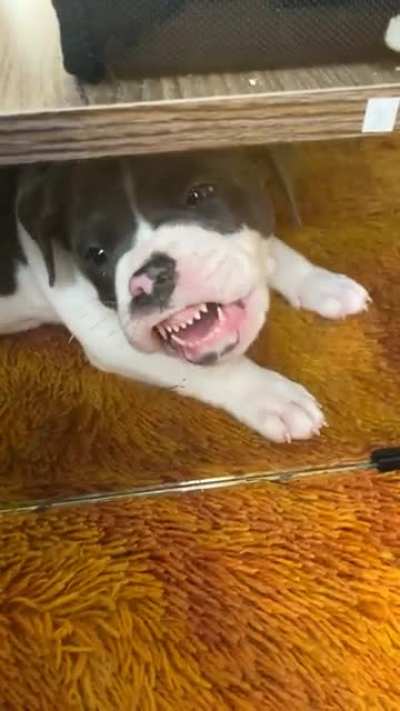 Hank’s toy was on the other side of the glass