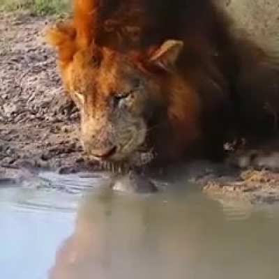 ? Lion versus Sea Tortoise