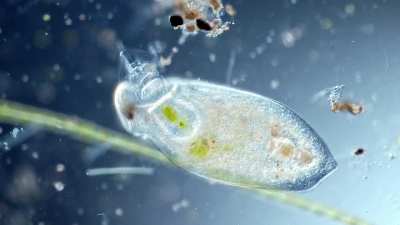 ? A flatworm SLURPS a rotifer out of its shell!