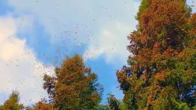 ? Monarch butterfly migration.
