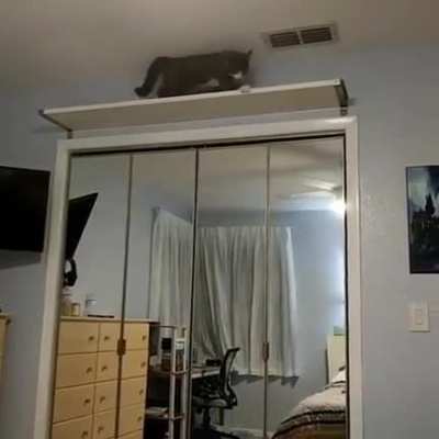 Catculation