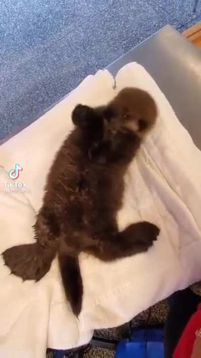 Go otter go!