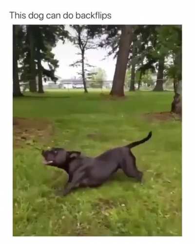 Backflip dogoo