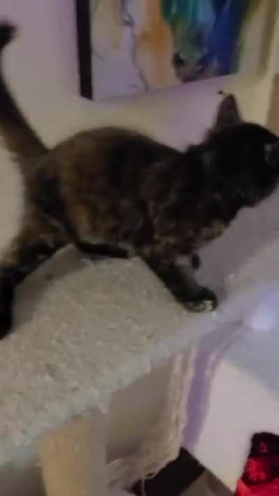 She scream, she raise hell, but most importantly she heckin' YELLS.