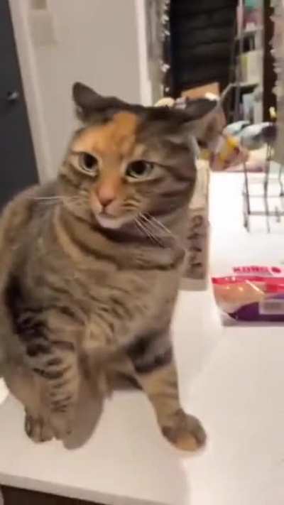 kitty Love bites??