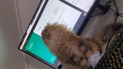 My cat is broken