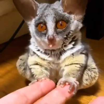 Those eyes ??