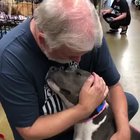 The look of this cute pittie after being rescued