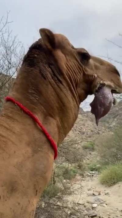 Beautiful creature