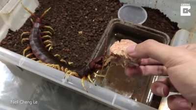 This is a Scolopendra gigantea. It has one of the most painful bites in the animal kingdom. But this guy conditioned it to be a bro... Using cat food.