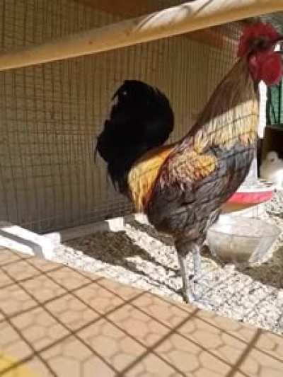 Rooster forgets to Breathe...