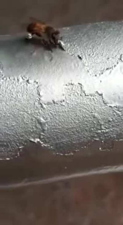 ? Bees eating paint. Can anyone explain this?