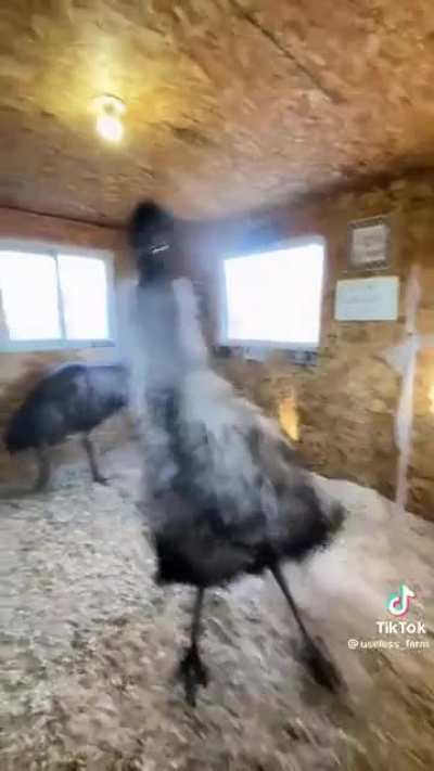 Lol this ostrich got some moves! ???