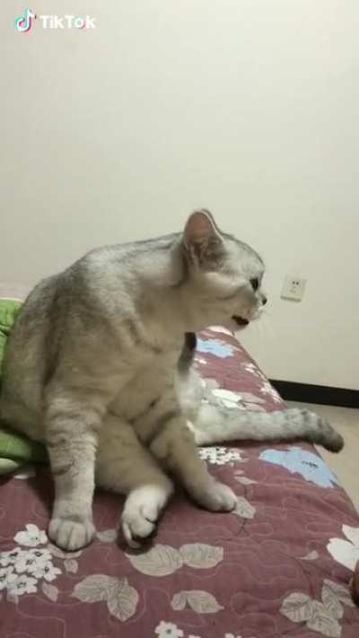 This cat has a weird sense of meow