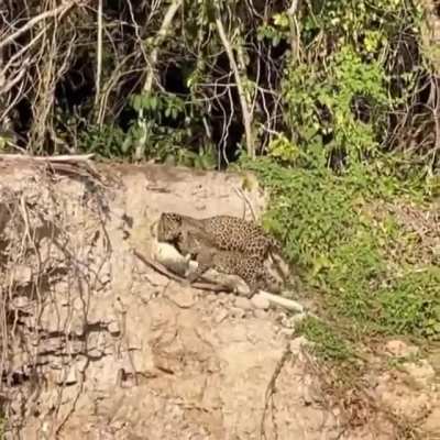? Jaguar cub helping his mother to drag a Caiman up the bank