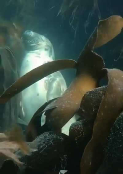? Seals sleeping underwater ?
