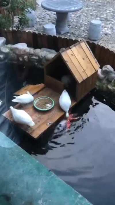 Ducks are so loving, more emotional than some humans,what do you think?