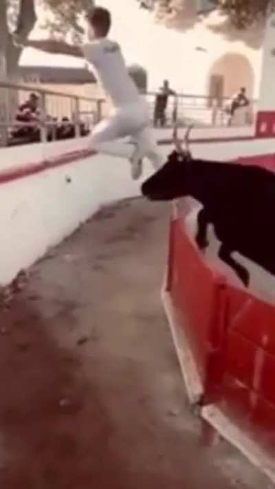 Near miss with bull ?