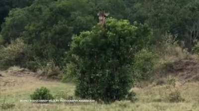 ? Giraffe in a crazy scratching session.