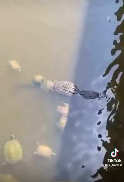 Those turtles about to run a train.