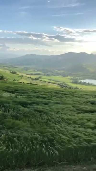 Grass waves due to wind.