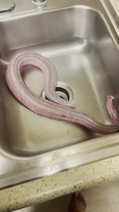Fresh Rattle Snake