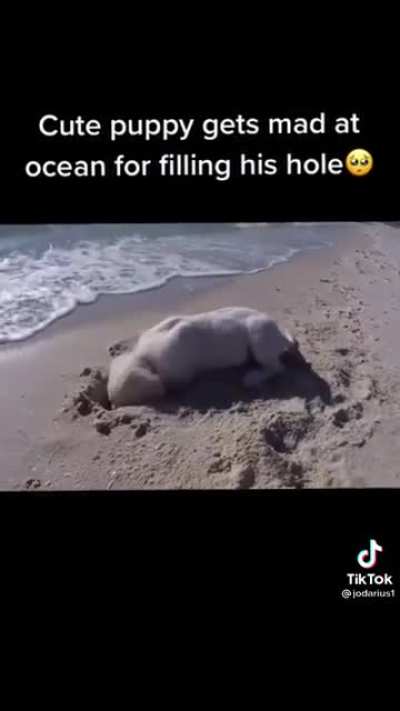 Precious little Pupper gets angry at ocean for filling his hole ?