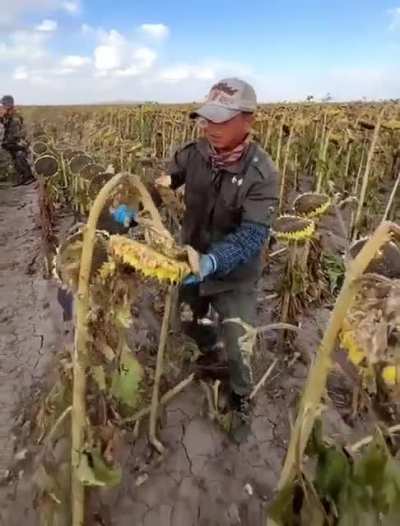 Harvesting sunflowers ?