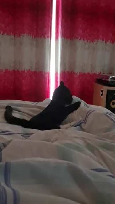 Ferocious little fella