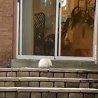 Wiggle Wiggle Wiggle