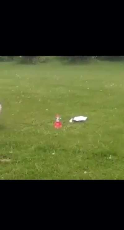 Poor cat
