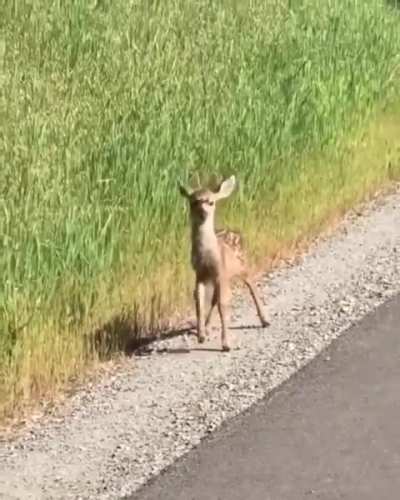 ? Curious baby deer