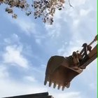 ? This praying mantis standing its ground ?