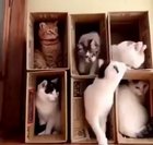 Haha the Middle cat