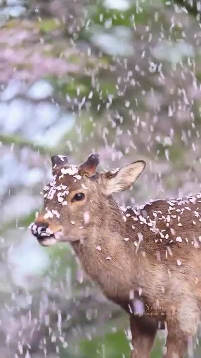 ? A Deer and Cherry Blossoms in Nara, Japan ??